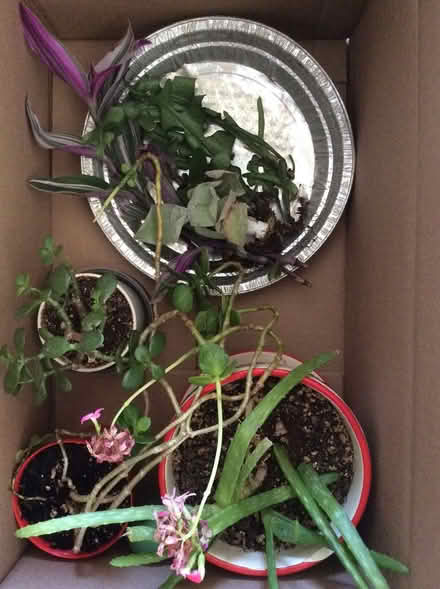 Photo of free A Few Plants and Clippings (Bells Corners) #1