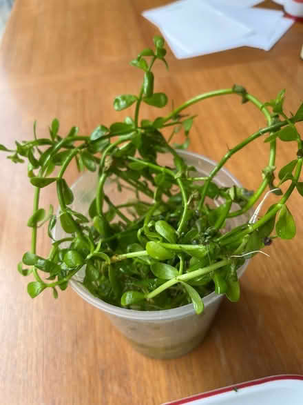 Photo of free more aquarium plants - bacopa (Ithaca - West Side) #1