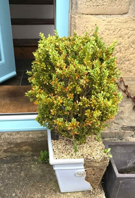 Photo of free Box Balls - Topiary(2) (Heddon on the Wall NE15) #2