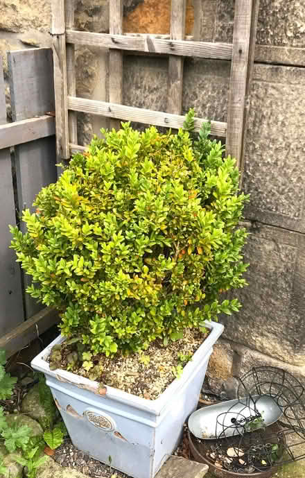 Photo of free Box Balls - Topiary(2) (Heddon on the Wall NE15) #1