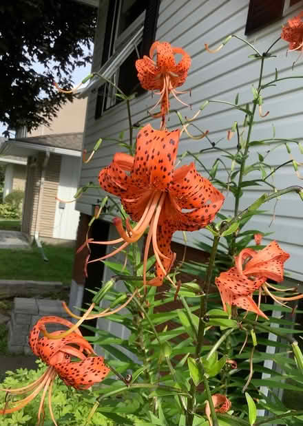 Photo of free Tall tiger lilies (Beacon Hill North) #1
