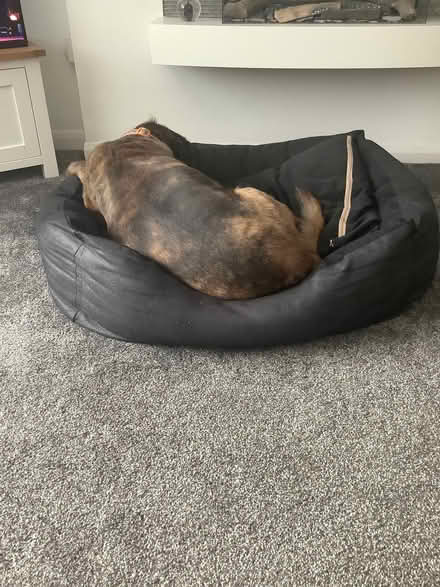 Photo of free Large Dog Bed (Wistaston CW2) #1