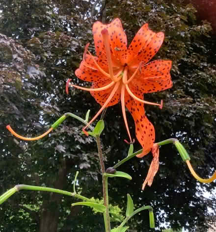 Photo of free Tall tiger lilies (Beacon Hill North) #2