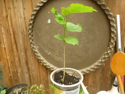 Photo of free Hibiscus Plants ( 2 left) (North Tonbridge.) #2