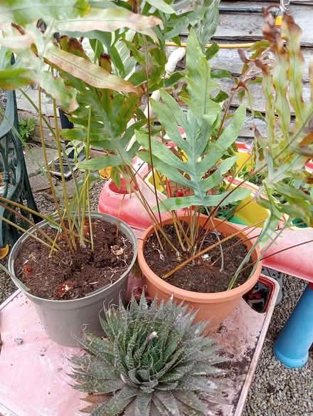 Photo of free Plants (Madley, Hereford) #1