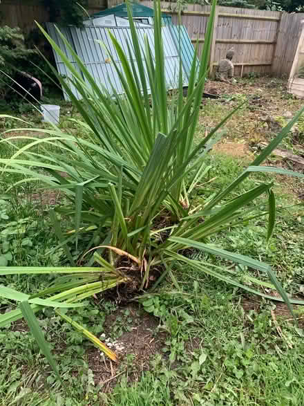 Photo of free Yellow water Iris (Windsor) #1