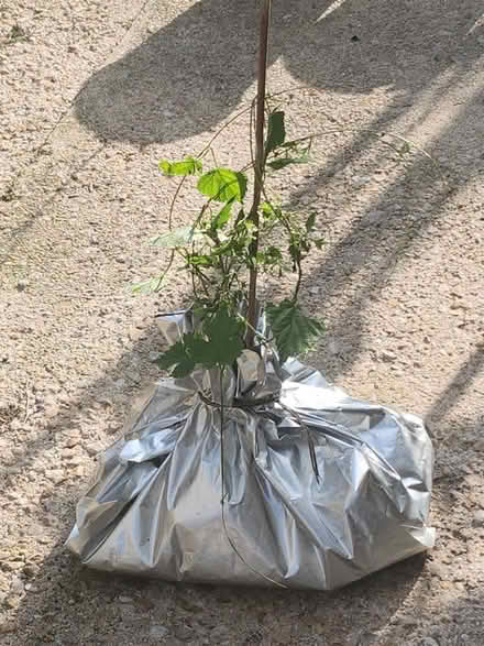 Photo of free Rooted hop plant (Headington OX3) #1