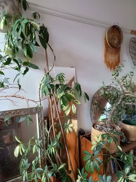 Photo of free expert plant parent for these 2 umbrella plants (St Andrew's BS7) #4