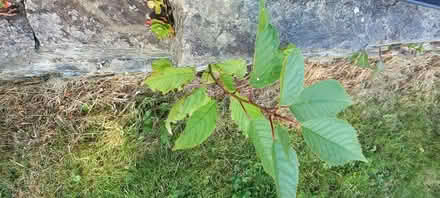 Photo of free tiny trees (Builth Wells) #2