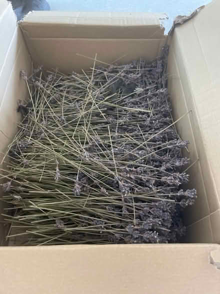 Photo of free Dried lavender (Caldy) #1