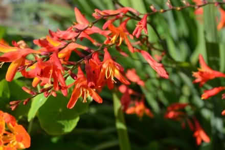 Photo of free Crocosmia bulbs/plant (Glenrothes KY7) #1