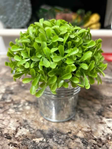 Photo of free Faux plant (Hastings. Broom grove TN34) #2