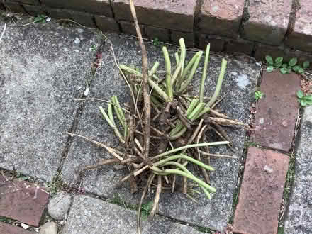 Photo of free bears breeches roots (Croydon) #1