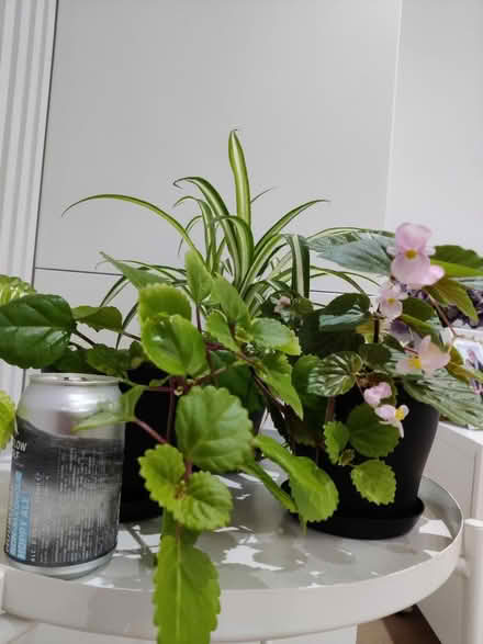 Photo of free 3 Small Potted Plants (Blackrock) #1