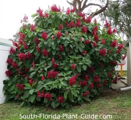 Photo of free Brazilian Red Cloak cuttings (Holiday FL) #1