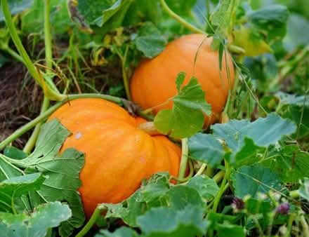 Photo of Pumpkin Plants (Poets Estate SG4) #1
