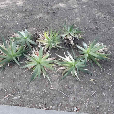 Photo of free Aloe vera plants (Sunnyvale (Sunnyvale (Ajax Drive)) #1