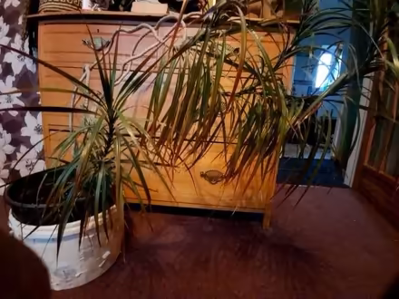 Photo of free House plant (Harpur Hill SK17) #1