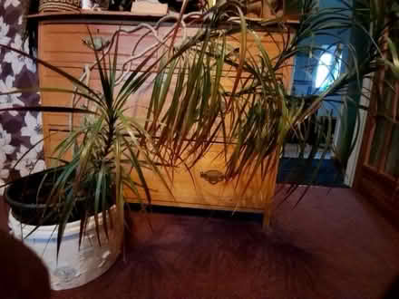 Photo of free House plant (Harpur Hill SK17) #1