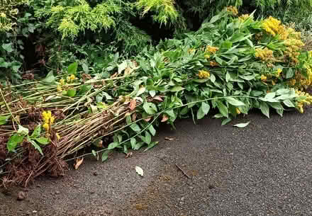 Photo of free Golden Rod plants (Little Stoke ST15) #1