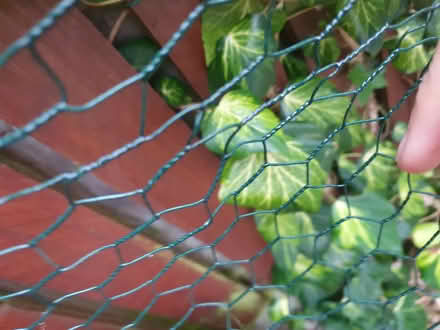 Photo of free Green chicken wire - approx 3 metre (Dublin sth, Shankill) #1