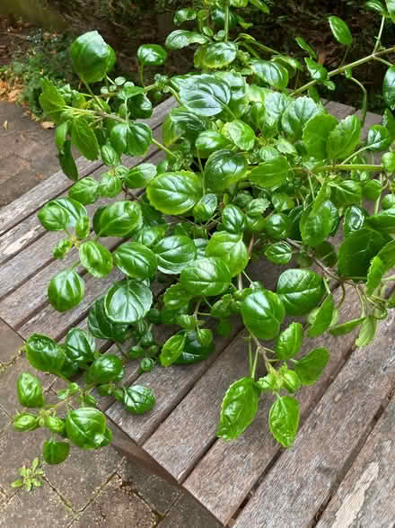 Photo of free Swedish ivy (Ashton-on-Ribble PR2) #1