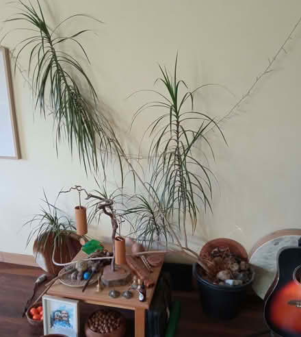 Photo of free Houseplant (Auchterderran KY5) #1