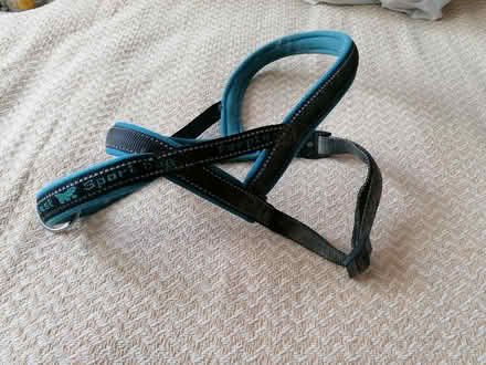 Photo of free Dog harness (Horsham) #1