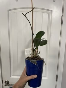 Photo of free Orchid #1