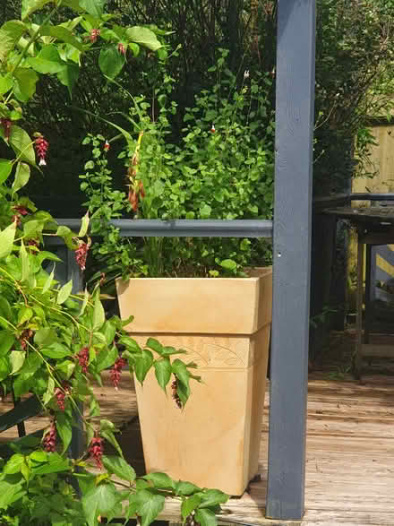 Photo of free Garden pot (TN38) #1