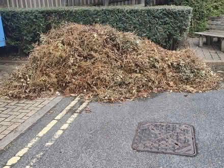 Photo of free Garden waste (Greengates) #1