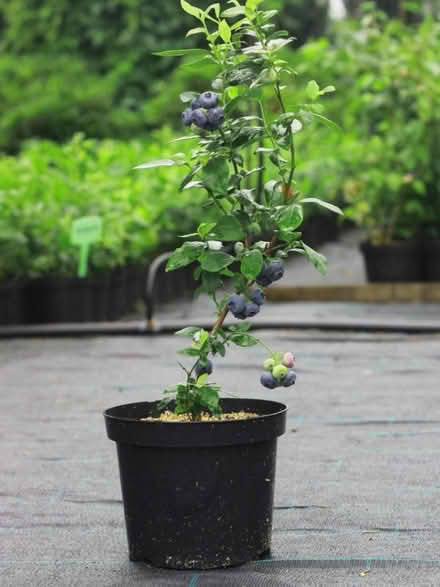 Photo of Blueberry Plant or cutting (Headington, OX3) #1