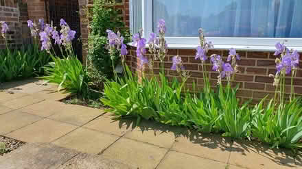 Photo of free Irises For Your Garden (CT2) #1