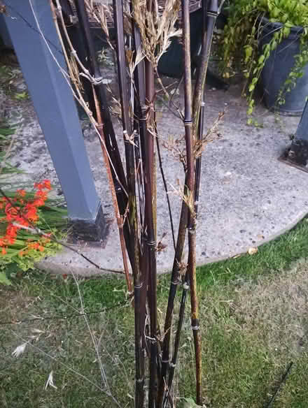 Photo of free Bamboo canes (Woodmancote GL52) #1