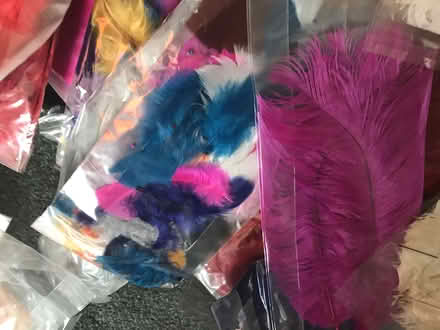 Photo of free Large quantity of ostrich feathers (Bristol BS3) #4
