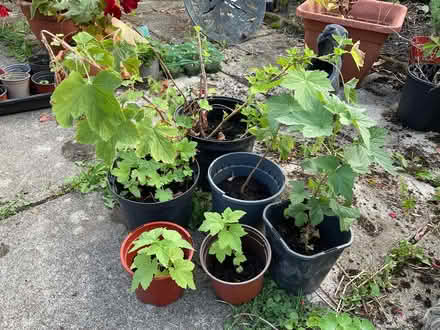 Photo of free Fruiting Currant Bush Seedlings (Leeds LS14) #1