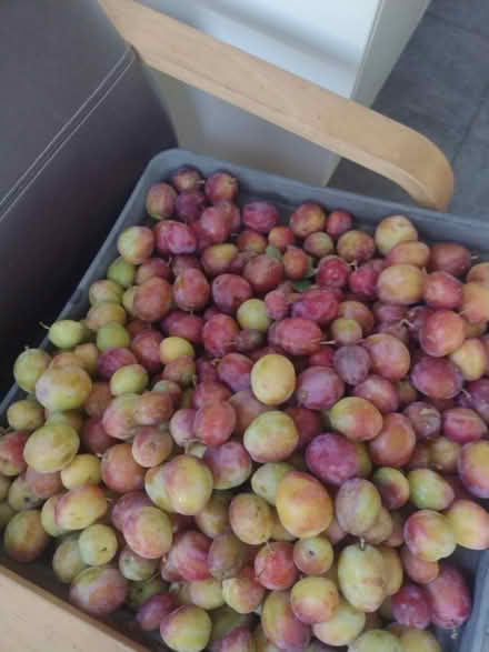 Photo of free Plums (E15 1HL) #1