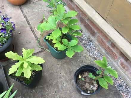 Photo of free 3 Trees in small pots (Westbury on Trym BS9) #1