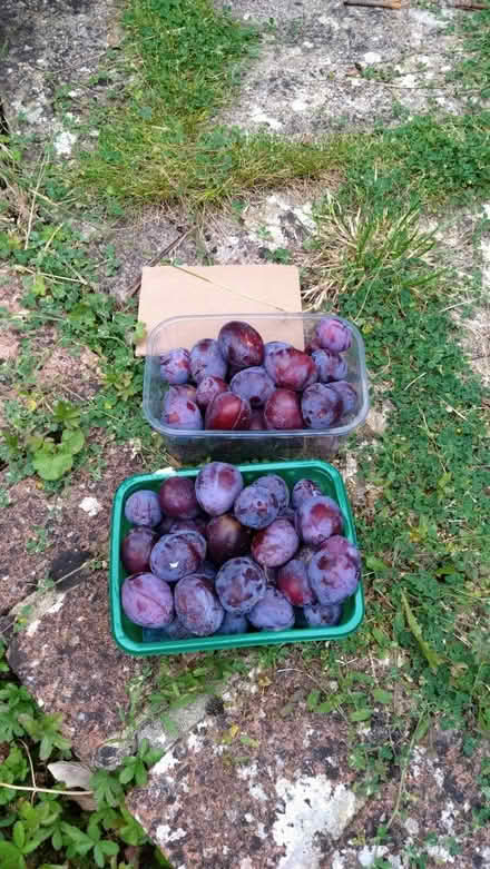 Photo of free Windfall plums (Leckhampton GL53) #1