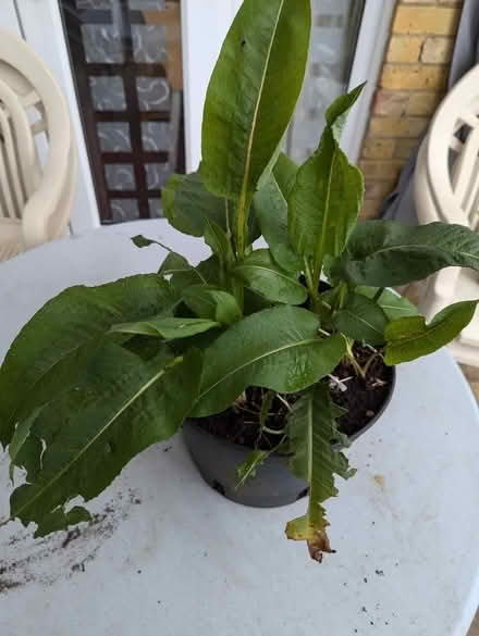 Photo of free Persicaria plant (Easthampstead RG12) #1
