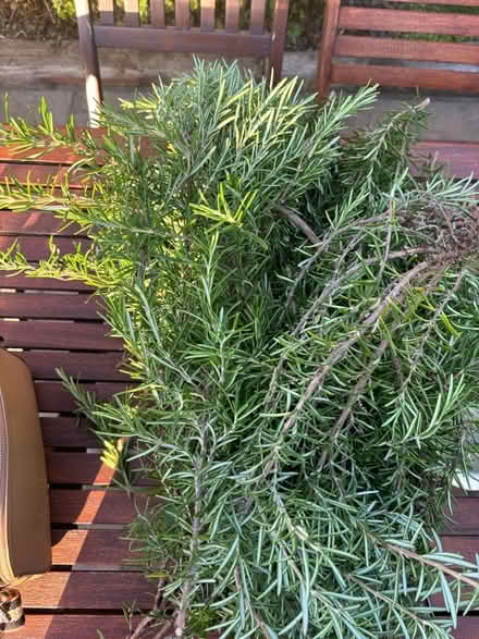 Photo of free rosemary (Hampton Peterborough) #1