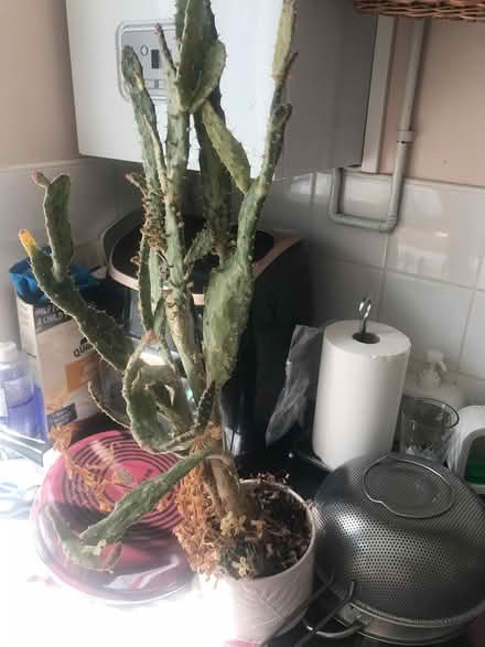 Photo of free Large cactus plant (Selsdon) #2