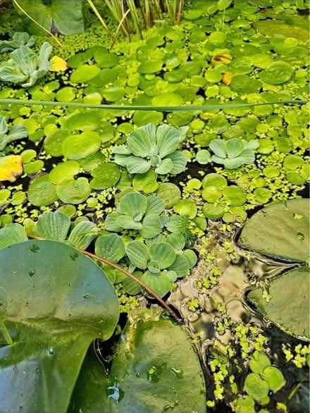 Photo of Pond plants (Birmingham Tyseley B11) #1