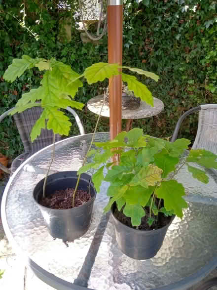 Photo of free Oak Saplings (Kendal LA9) #1