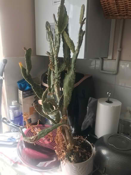 Photo of free Large cactus plant (Selsdon) #3