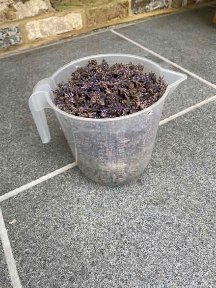 Photo of free Lavender (Prestwood HP16) #1