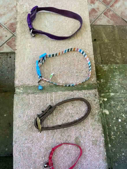 Photo of free Dog / cat collars (small-Medium) (CT19) #1