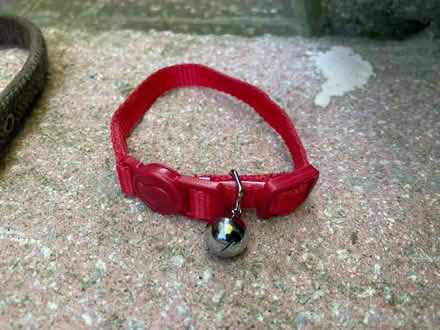 Photo of free Dog / cat collars (small-Medium) (CT19) #2