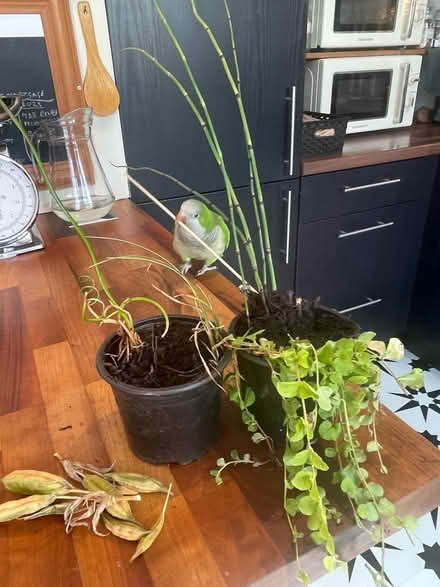 Photo of free Plant bundles x 2 to offer (Hampton Vale, Peterborough) #1