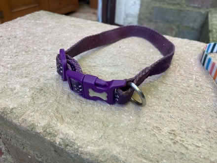 Photo of free Dog / cat collars (small-Medium) (CT19) #4